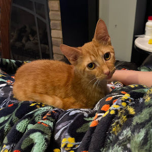 Meet your Posher, Eliza